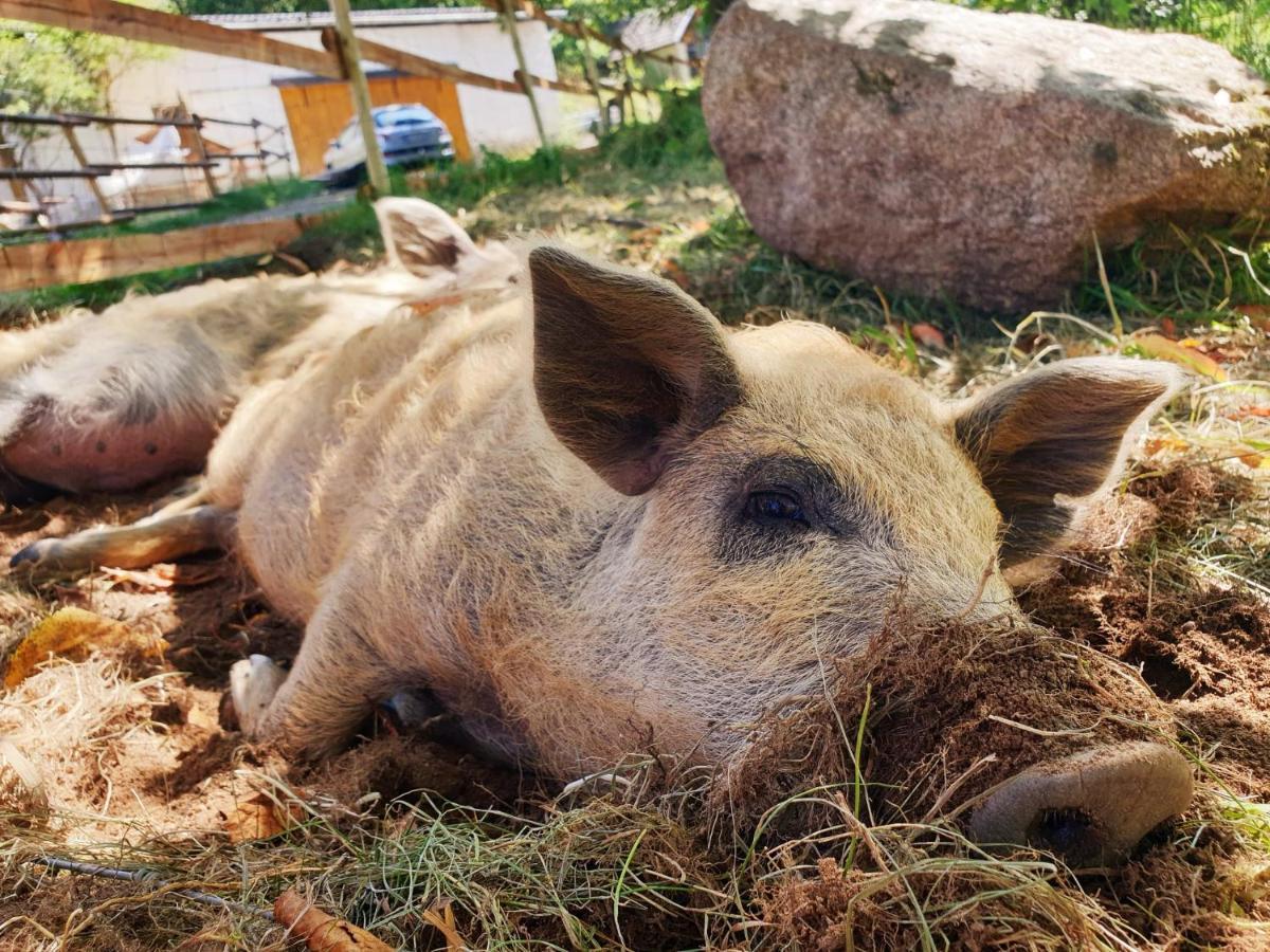 Die Alm In Schoellbuechl, Privatzimmer Sankt Martin  Dış mekan fotoğraf